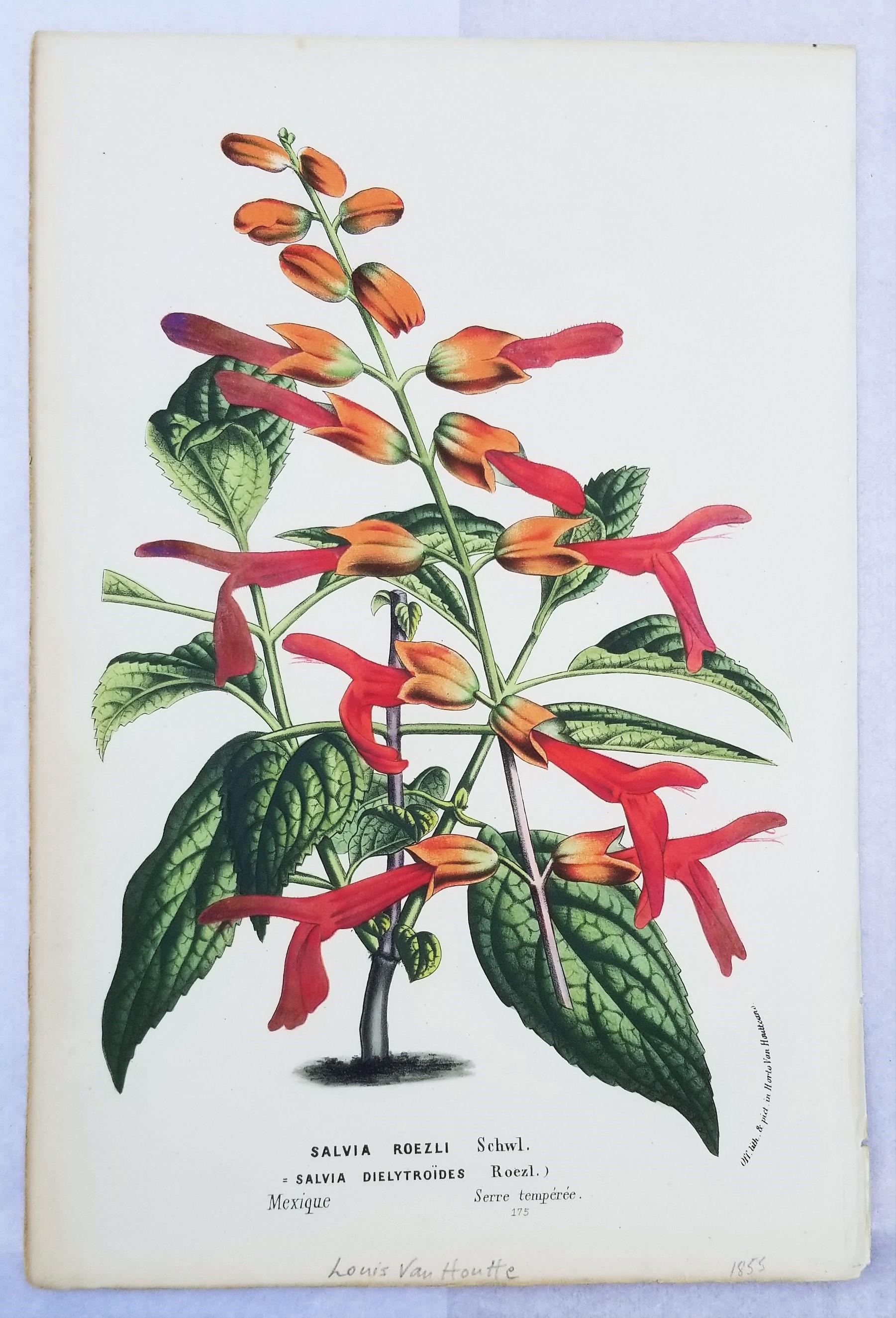 Set of Five Hand-Colored Lithograph Botanical Prints by Louis van Houtte 8