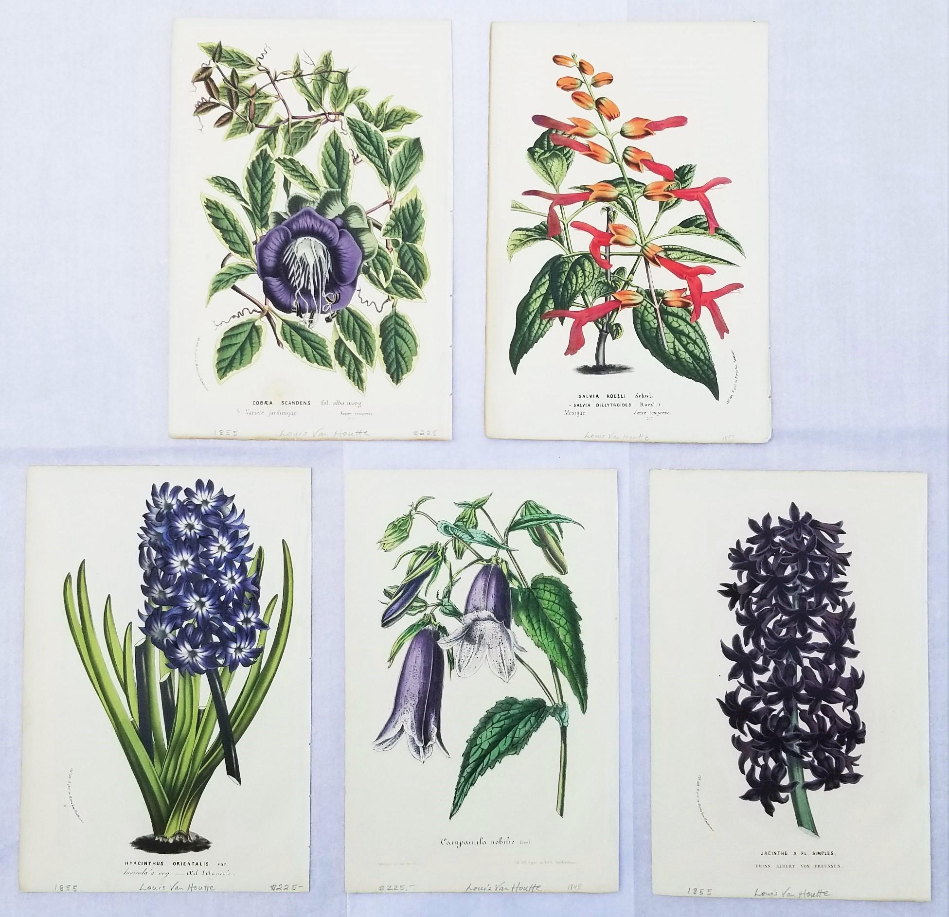 Artist: Louis van Houtte (Belgian, 1810-1876)
Titles: "Cobaea Scandens (Cup and Saucer Vine)", "Salvia Roezli (Sierra Gooseberry)", "Hyacinthus Orientals (Hyacinth)", "Campanula Nobilis (Spotted Bellflower)", and "Jacinthe (Hyacinth)"
Portfolio: