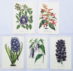 Ensemble de cinq lithographies botaniques colorées réalisées à la main par Louis van Houtte