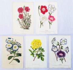 Set of Five Hand-Colored Lithograph Botanical Prints by Louis van Houtte