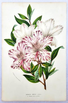 Set of Three Hand-Colored Lithographs by Louis van Houtte /// Botanical Flowers