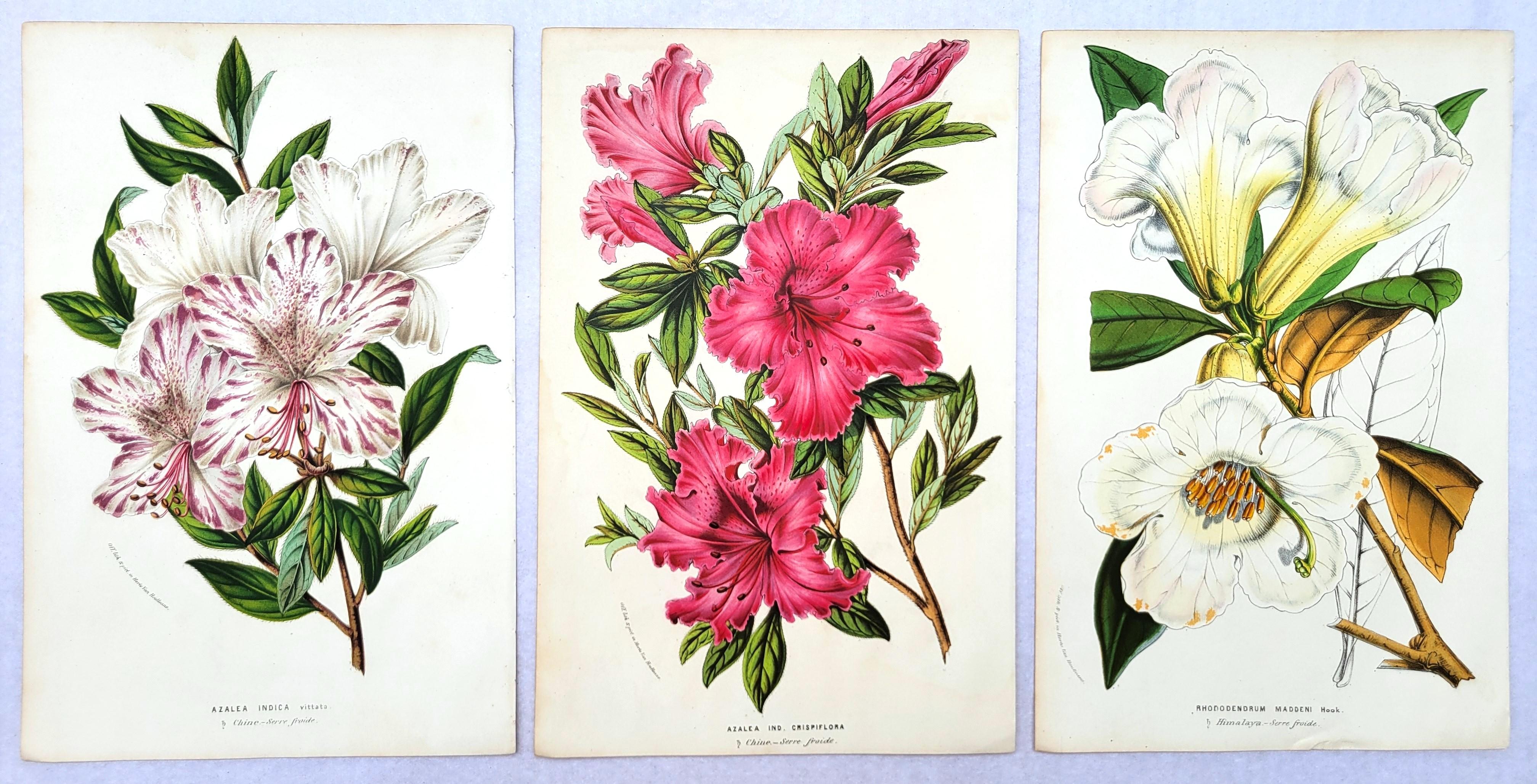 Set di tre litografie colorate a mano di Louis van Houtte /// Fiori botanici