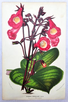 Set of Two Hand-Colored Lithographs by Louis van Houtte /// Botanical Flowers