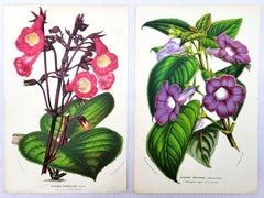 Set of Two Hand-Colored Lithographs by Louis van Houtte /// Botanical Flowers