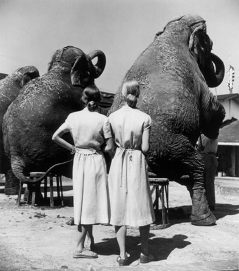 Louise Dahl-Wolfe Black and White Photograph - Twins with Elephants, Sarasota