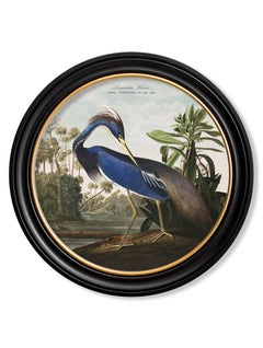 Louisiana Heron Print from Audubon's Birds of America C1838, 70cm dia. New