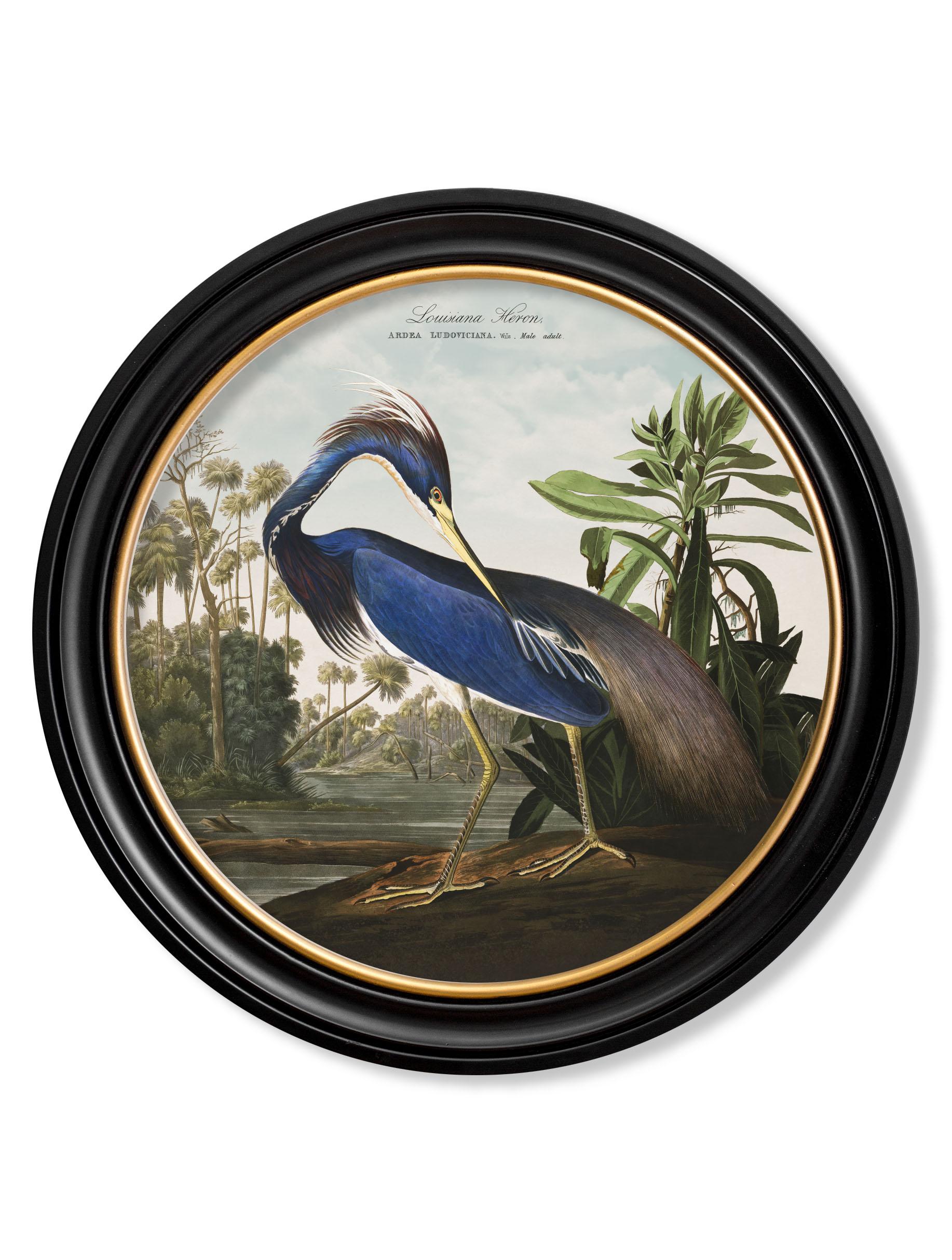 Dies ist ein digital überarbeiteter Druck eines Louisiana-Reihers nach einem handkolorierten Druck von Audubon Birds of America, der ursprünglich aus den 1800er Jahren stammt

Drucke dieses Stils wurden ursprünglich in Schwarz-Weiß gedruckt und