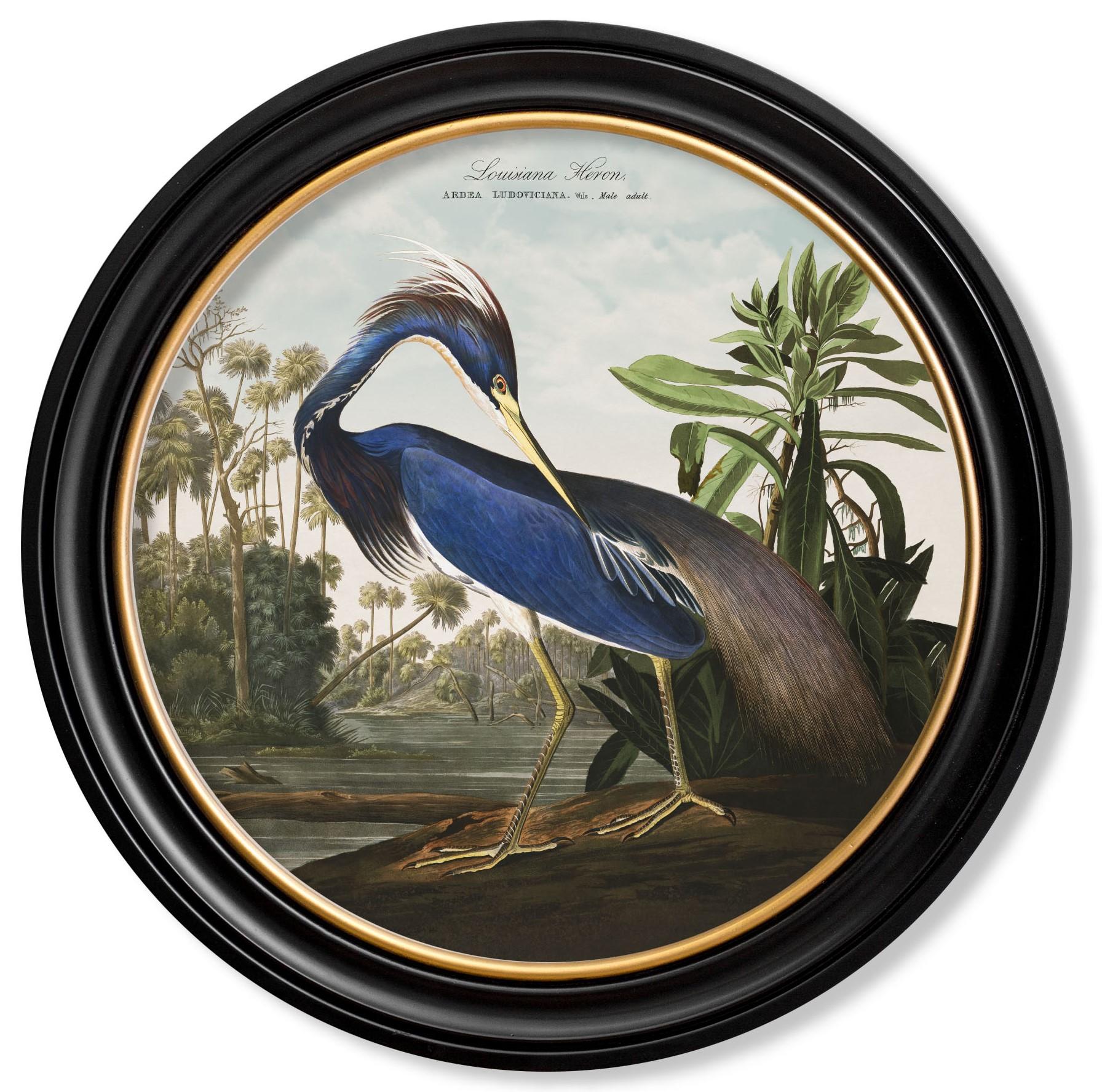 Louisiana Heron-Druck von Audubon's Birds of America C1838 in rundem Rahmen, neu (Amerikanisch Kolonial) im Angebot