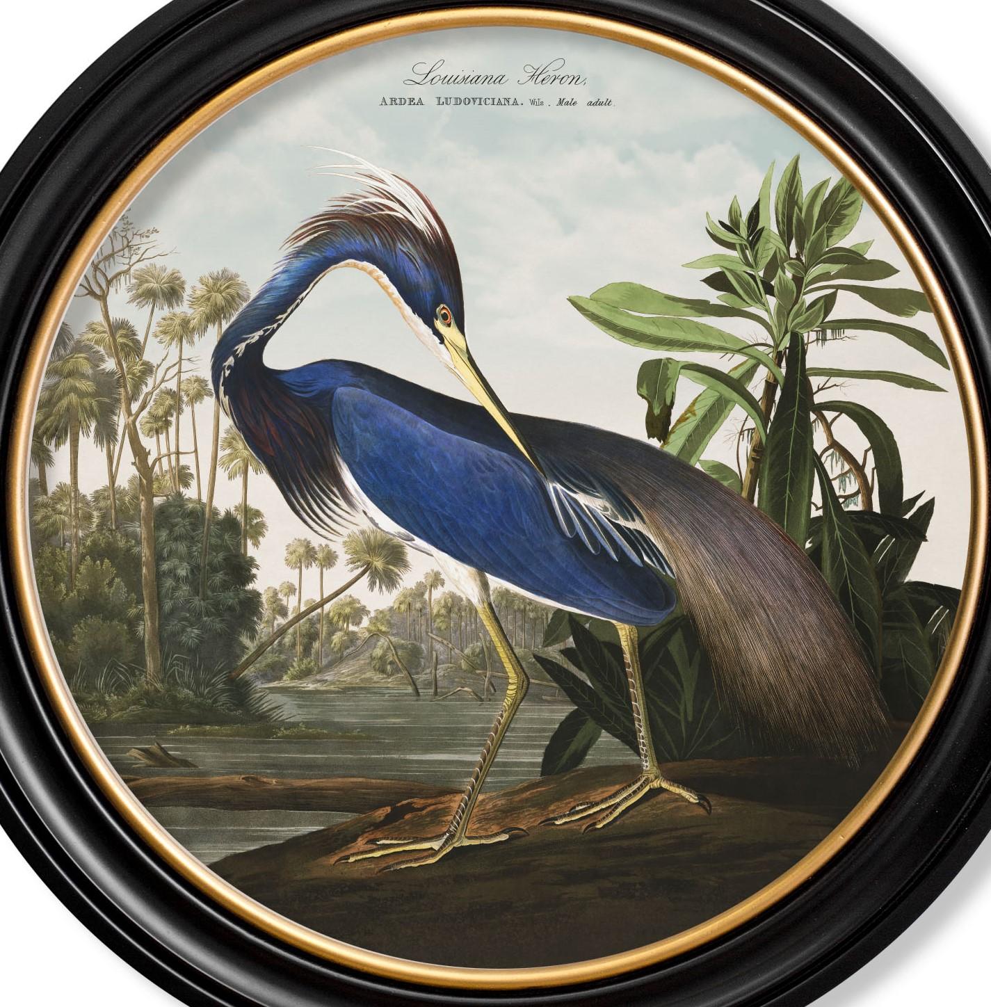 American Colonial Louisiana Heron Print from Audubon's Birds of America C1838 in Round Frame, New For Sale