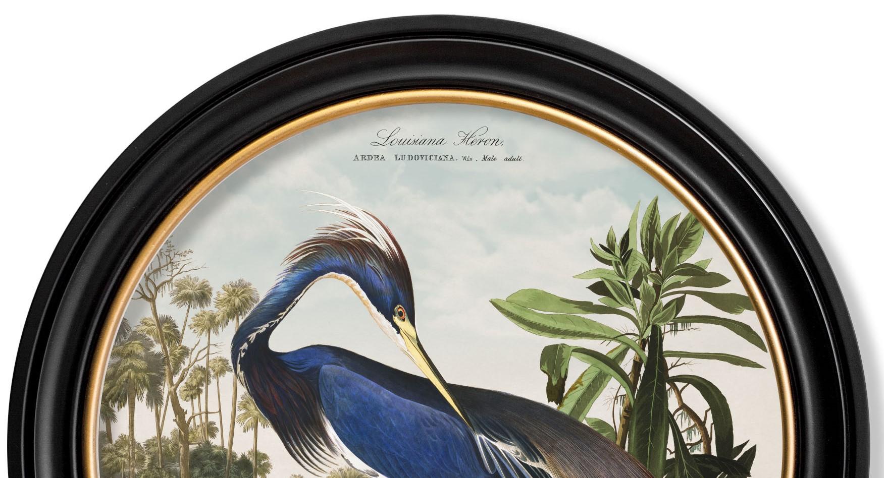 British Louisiana Heron Print from Audubon's Birds of America C1838 in Round Frame, New For Sale