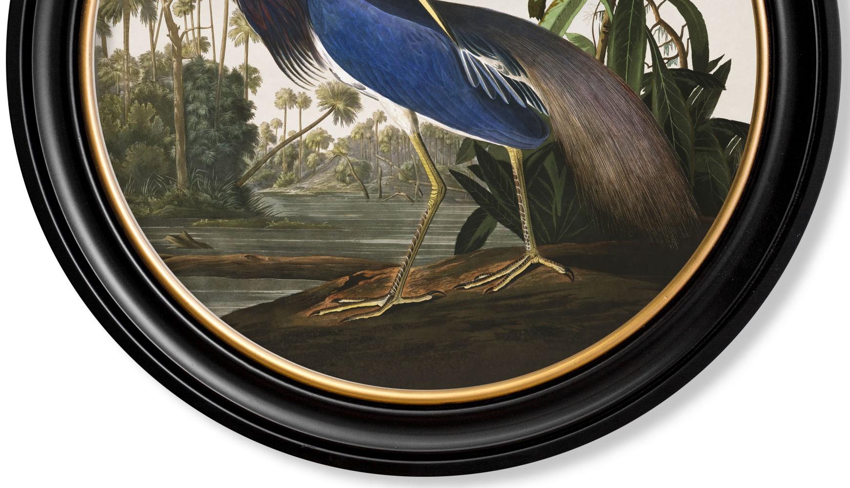 Louisiana Heron Print from Audubon's Birds of America C1838 in Round Frame, New In Excellent Condition For Sale In Lincoln, Lincolnshire