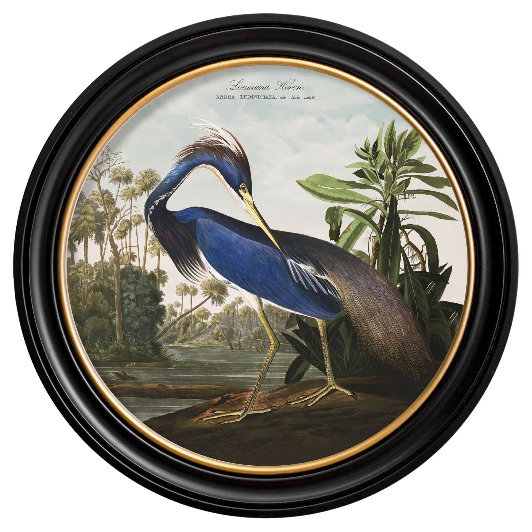 Louisiana Heron Print from Audubon's Birds of America C1838 in Round Frame, New For Sale