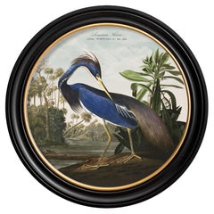 Louisiana Heron Print from Audubon's Birds of America C1838 in Round Frame, New