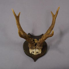 Lovely Antique Roe Deer Trophy on Wooden Plaque, Germany ca.1930s