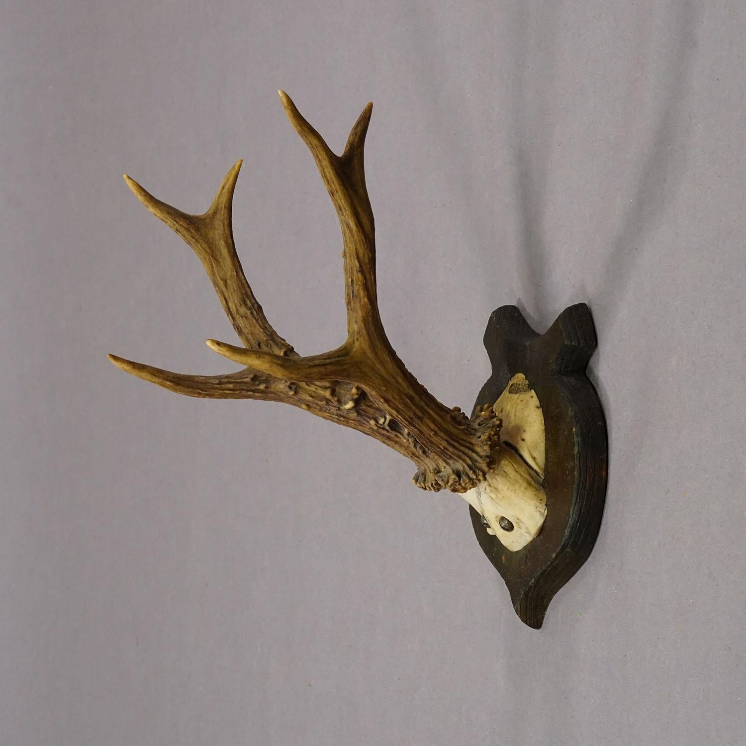 Forêt-Noire Joli trophée de chevreuil ancien sur plaque en bois, Allemagne vers les années 1930 en vente