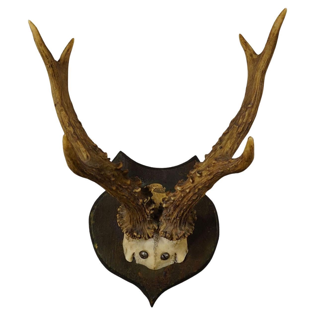 Schöne antike Reh-Trophäe auf Holztafel, Deutschland ca.1930er Jahre