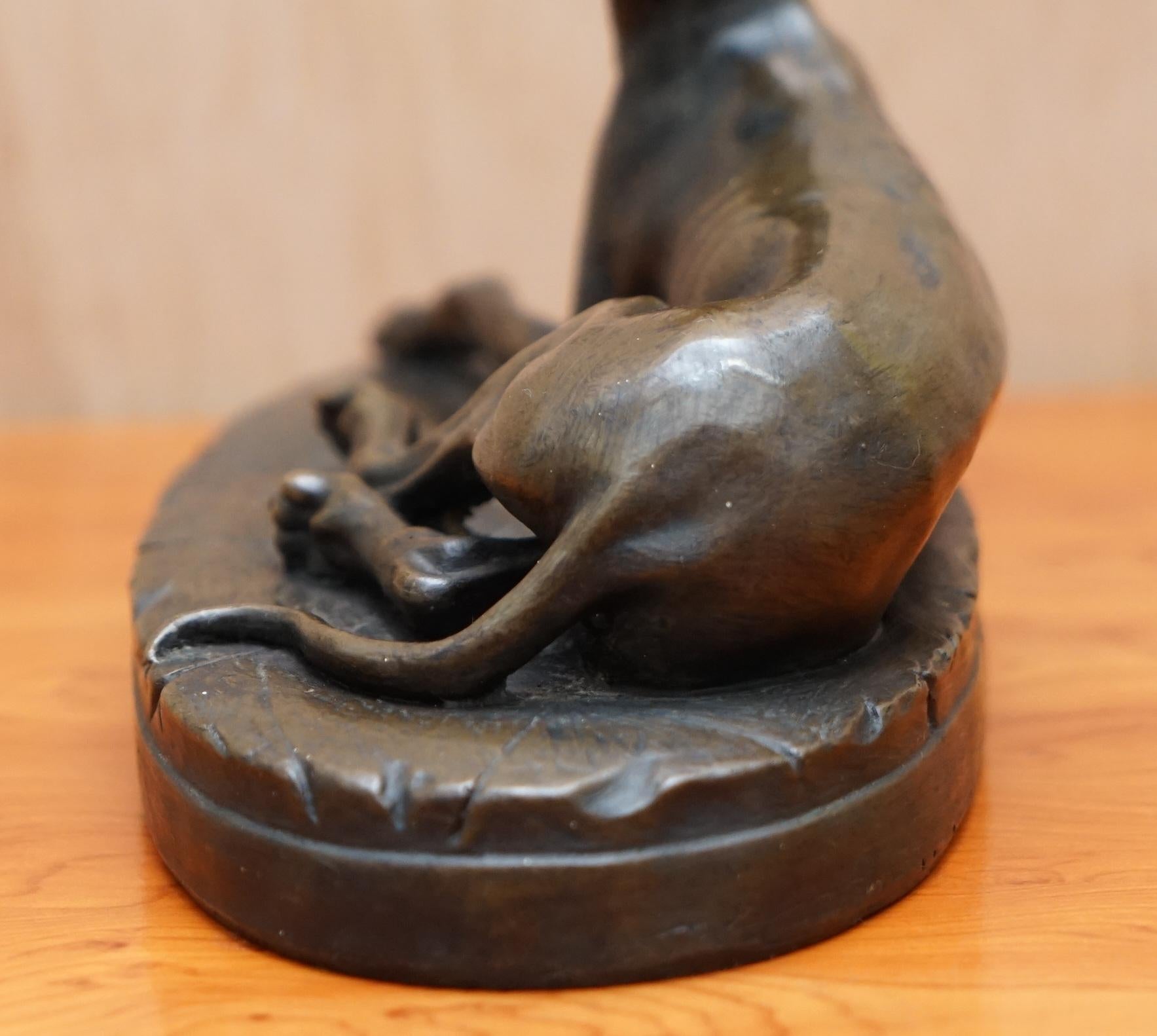 Lovely Bronze Statue of a Whippet Dog Laying Down with a Expecting Expression 3