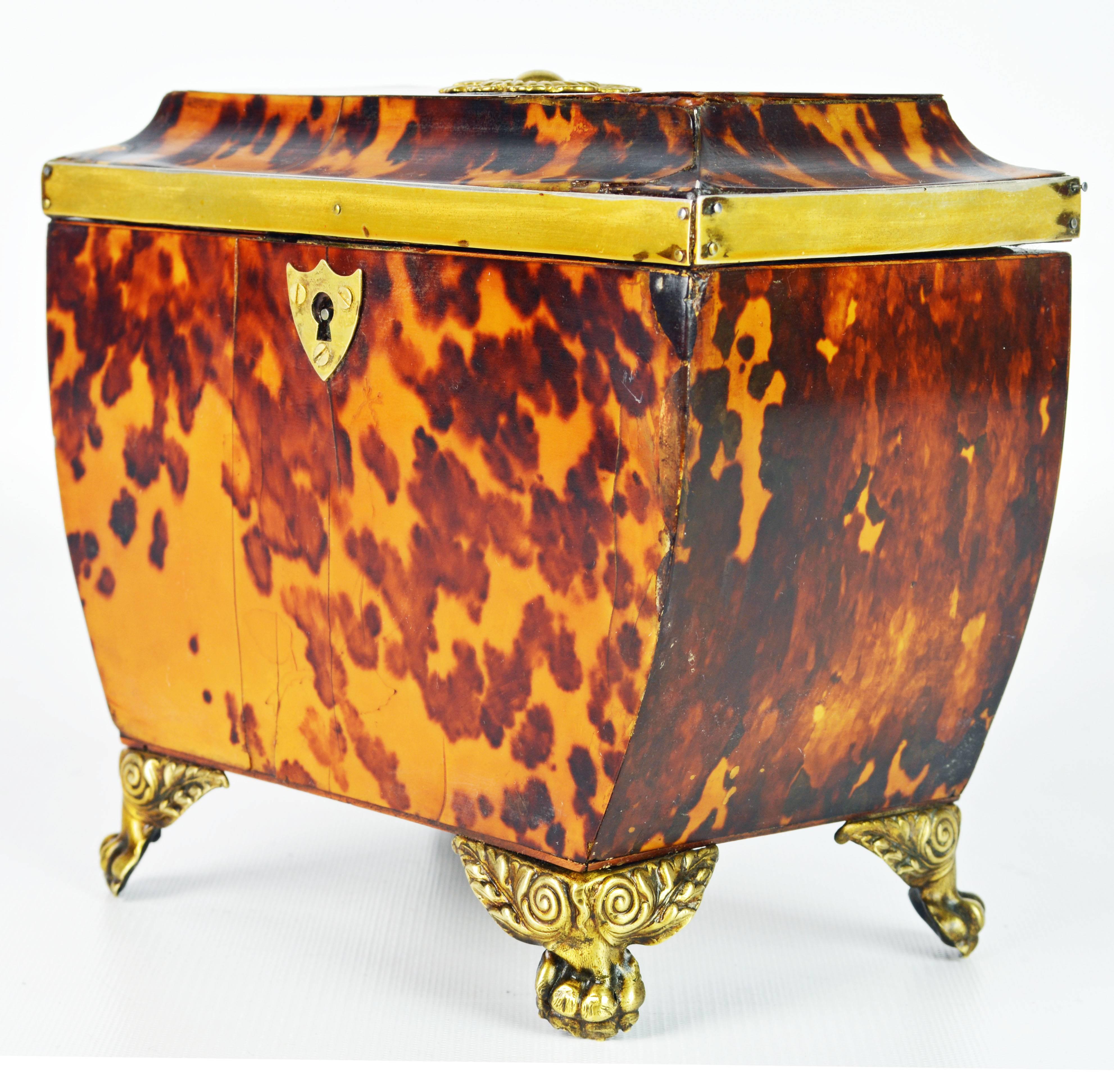 19th Century Lovely English Regency Tortoiseshell Footed Tea Caddy with Intach Interior