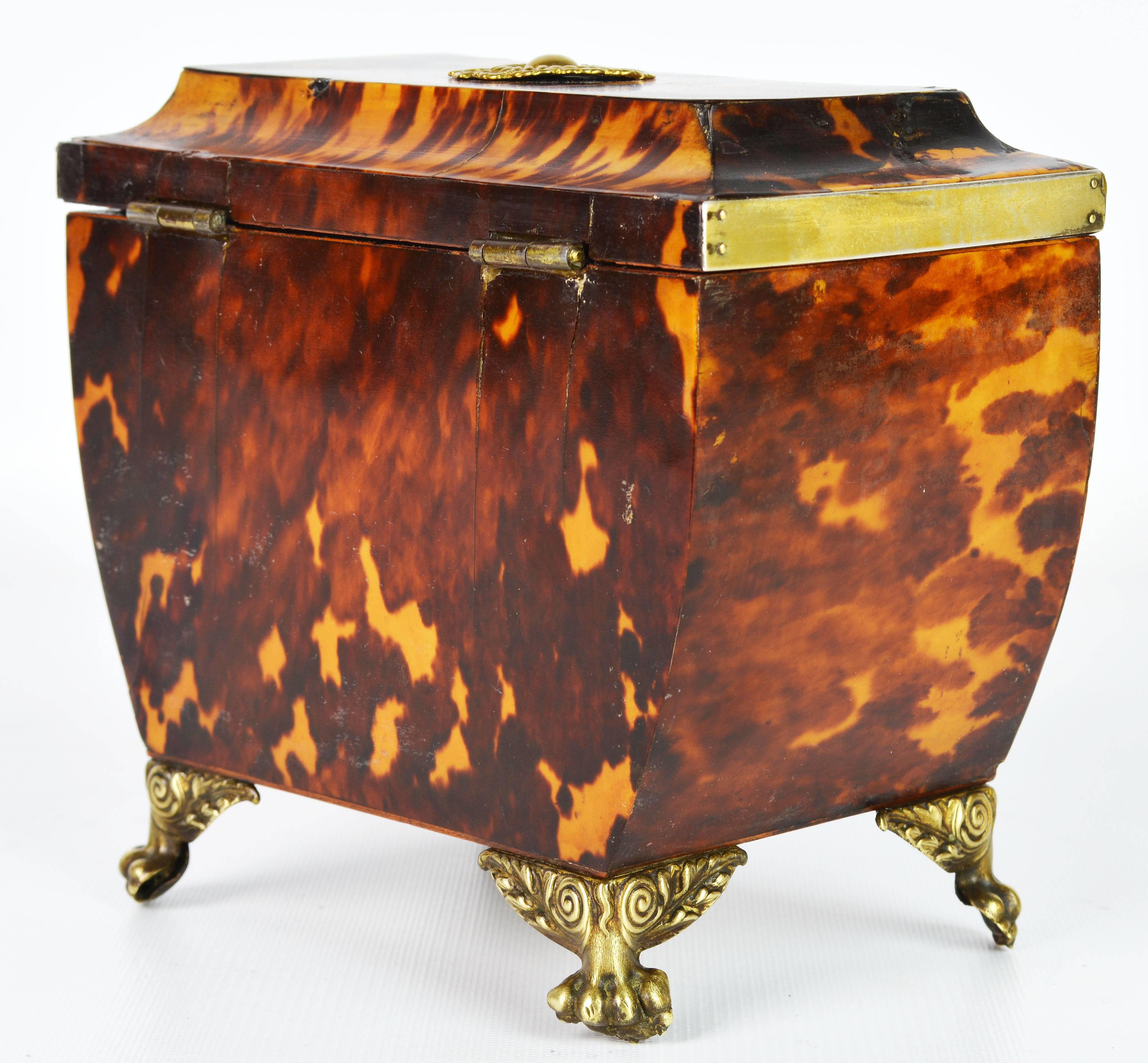 Lovely English Regency Tortoiseshell Footed Tea Caddy with Intach Interior 1