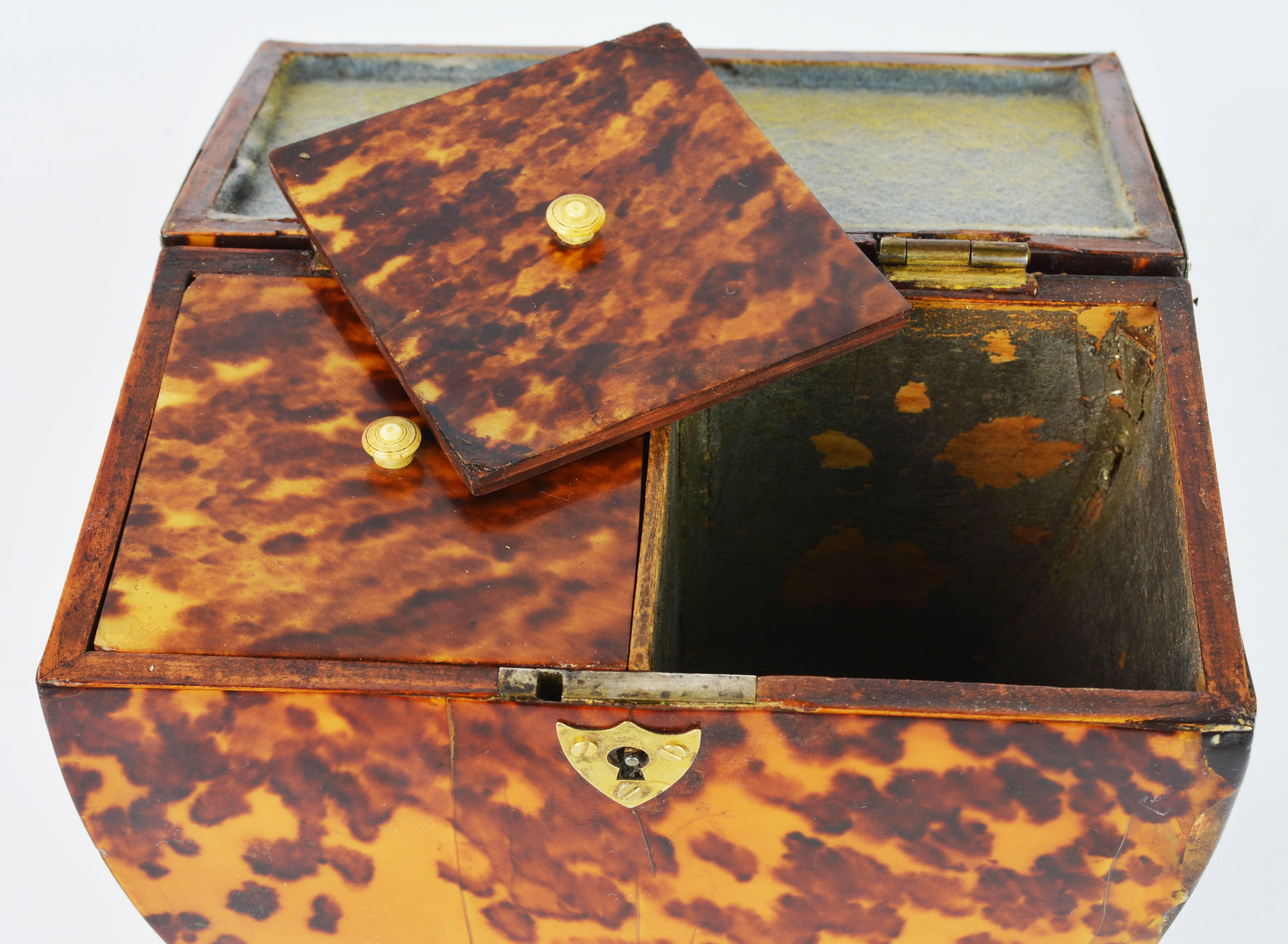 Lovely English Regency Tortoiseshell Footed Tea Caddy with Intach Interior 4