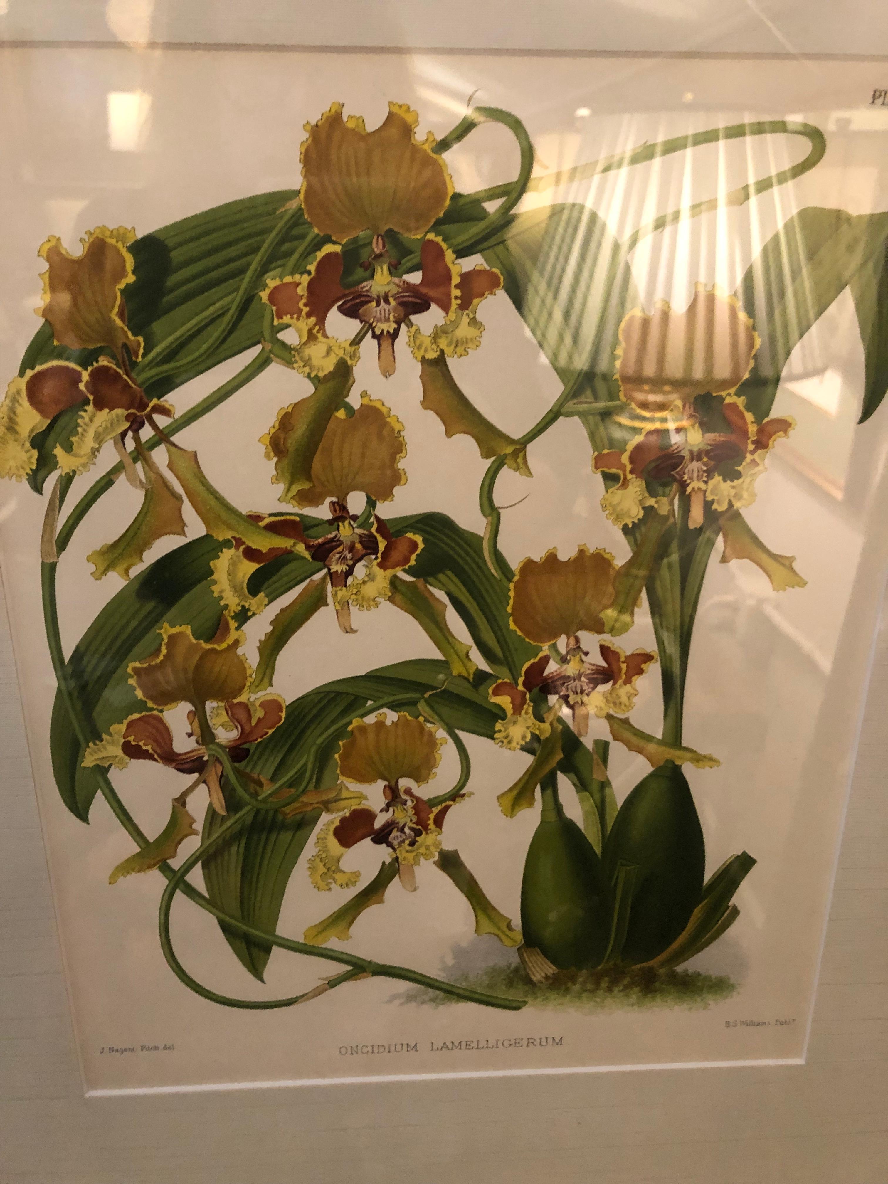 Lovely Pairs of John Newton Botanical Orchid Prints  For Sale 4