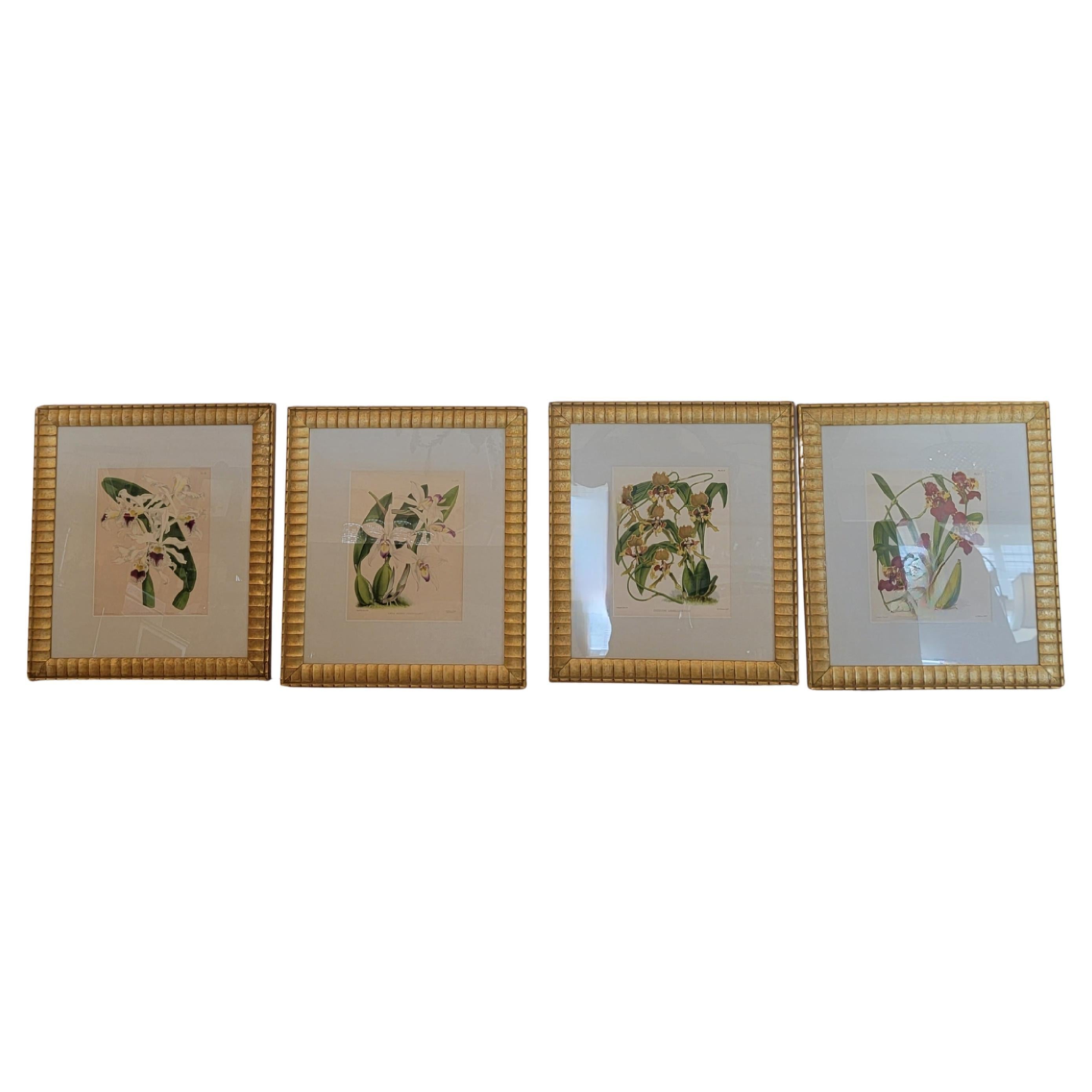 Lovely Pairs of John Newton Botanical Orchid Prints  For Sale 8