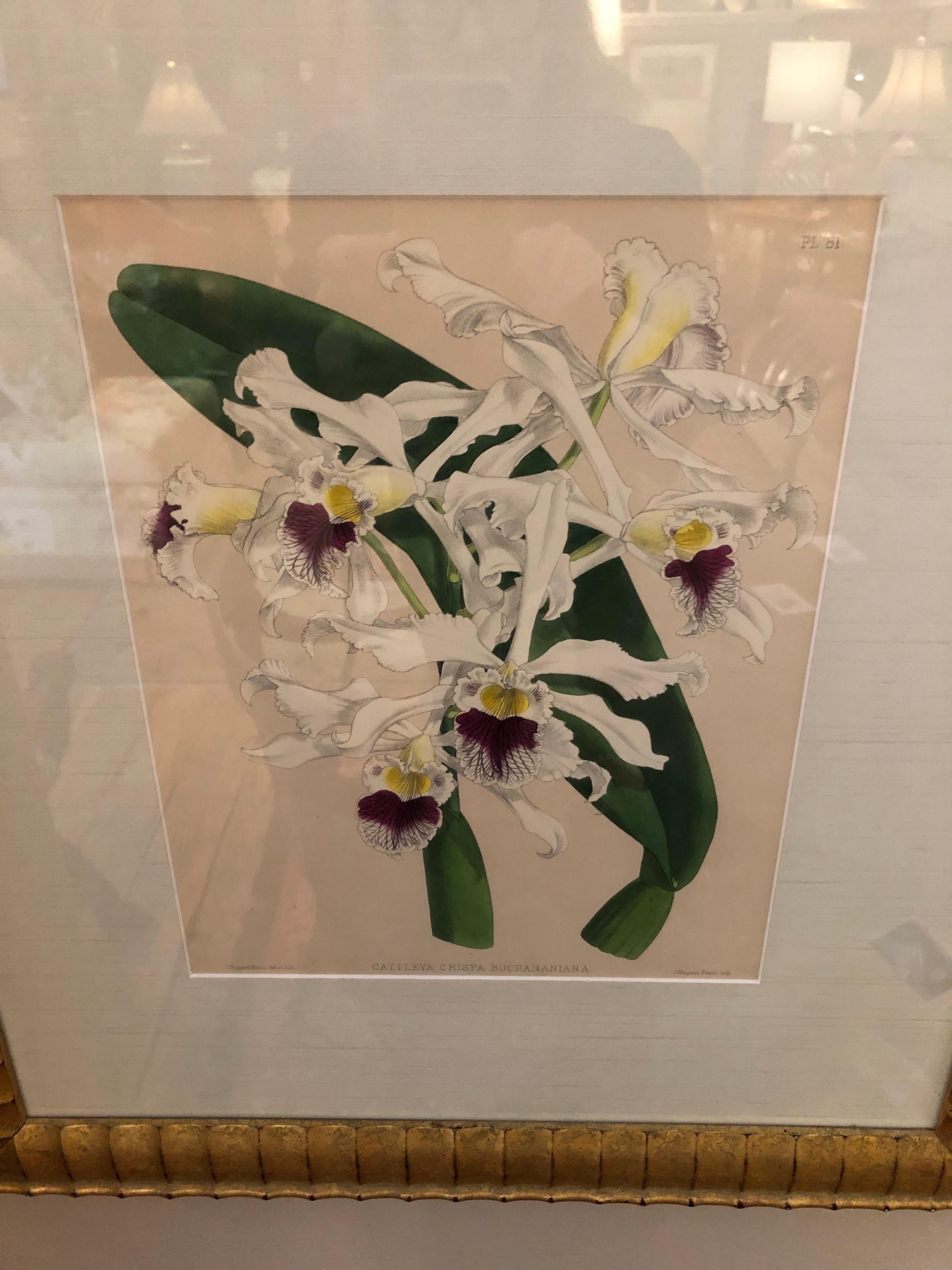 Lovely Pairs of John Newton Botanical Orchid Prints  For Sale 5