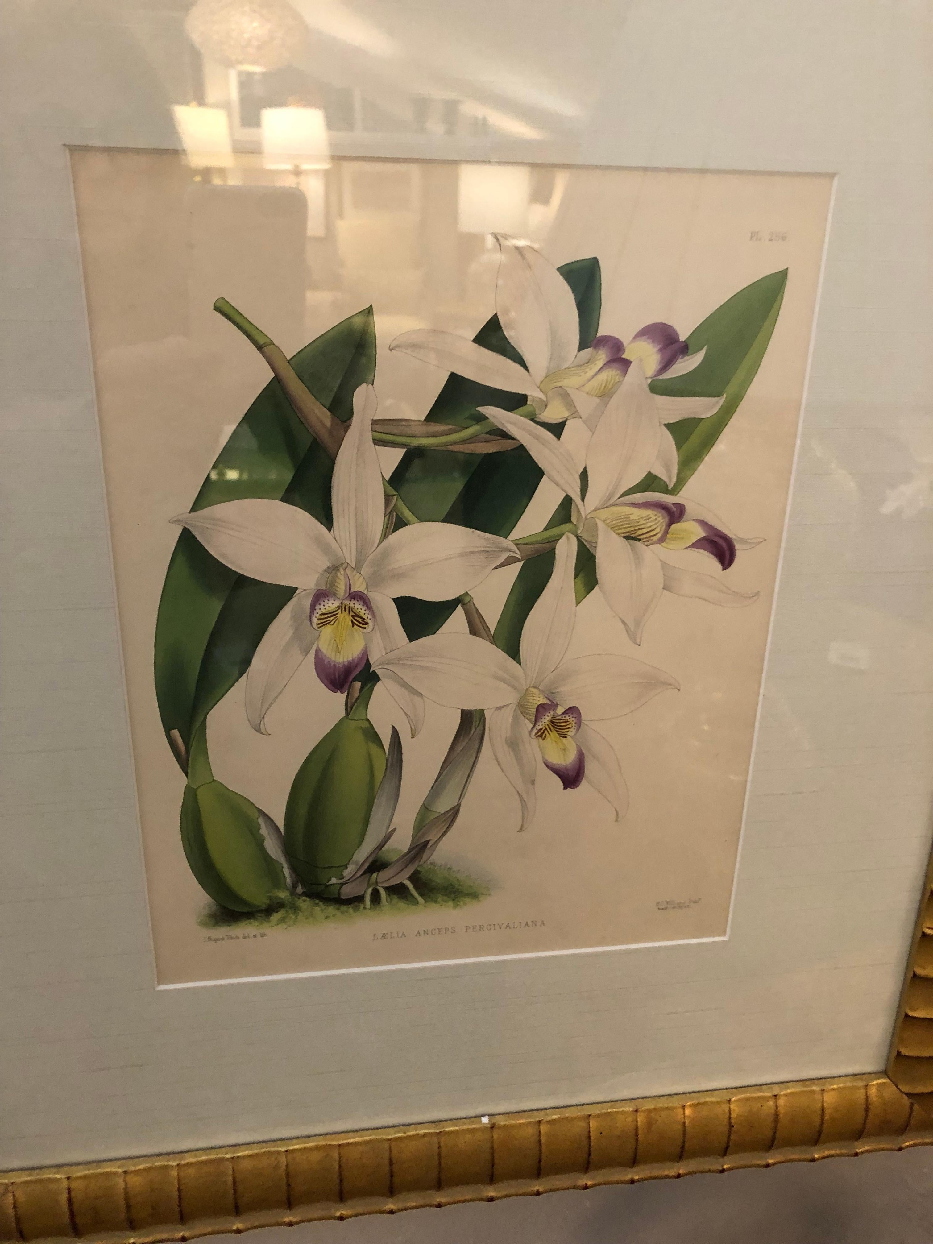 Lovely Pairs of John Newton Botanical Orchid Prints  For Sale 6