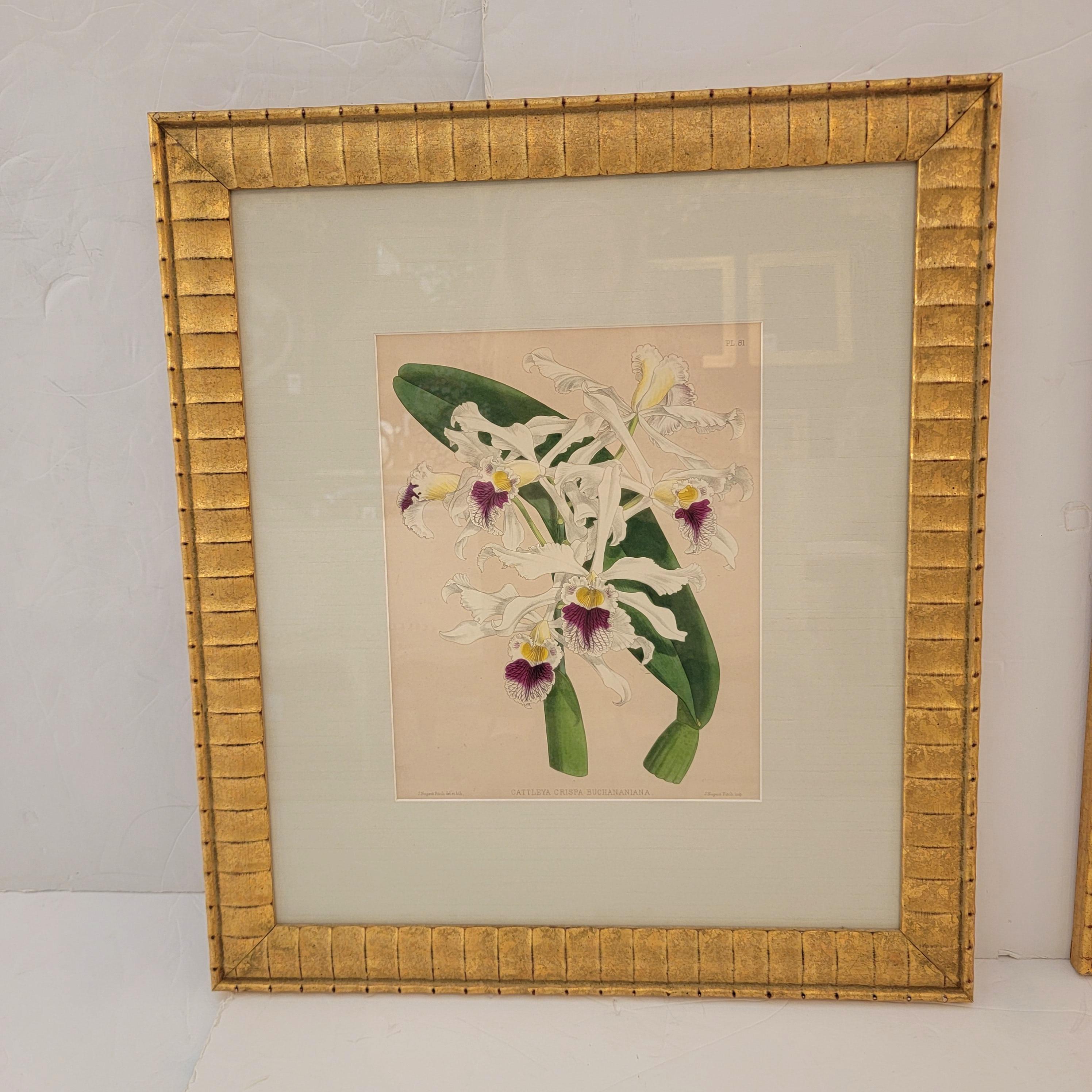 Two pairs of 20th century John Newton botanical prints of orchids matted under glass in contemporary gold frames with an undertone red rub.   Print size 11 1/2” high by 9” wide.
Priced by the pair.   We like the two white orchids paired and the two