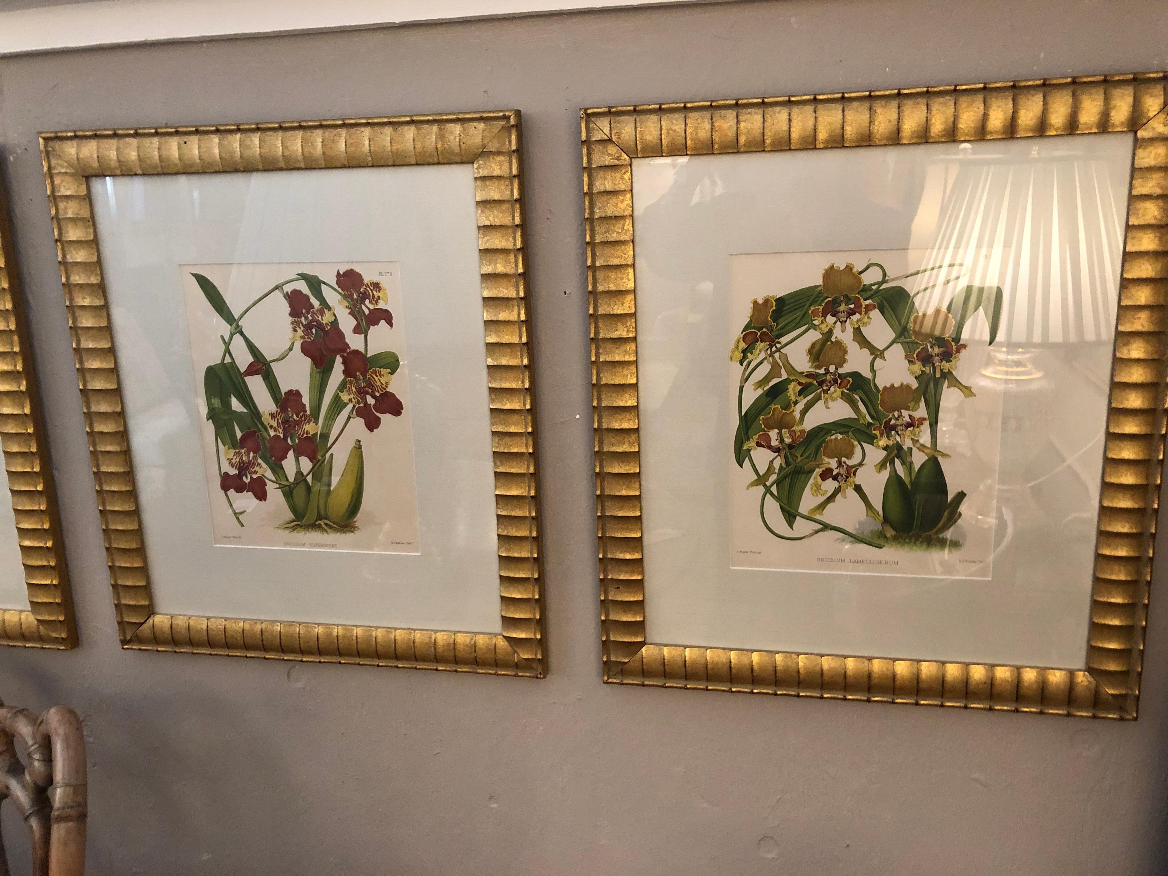 Late 20th Century Lovely Pairs of John Newton Botanical Orchid Prints  For Sale