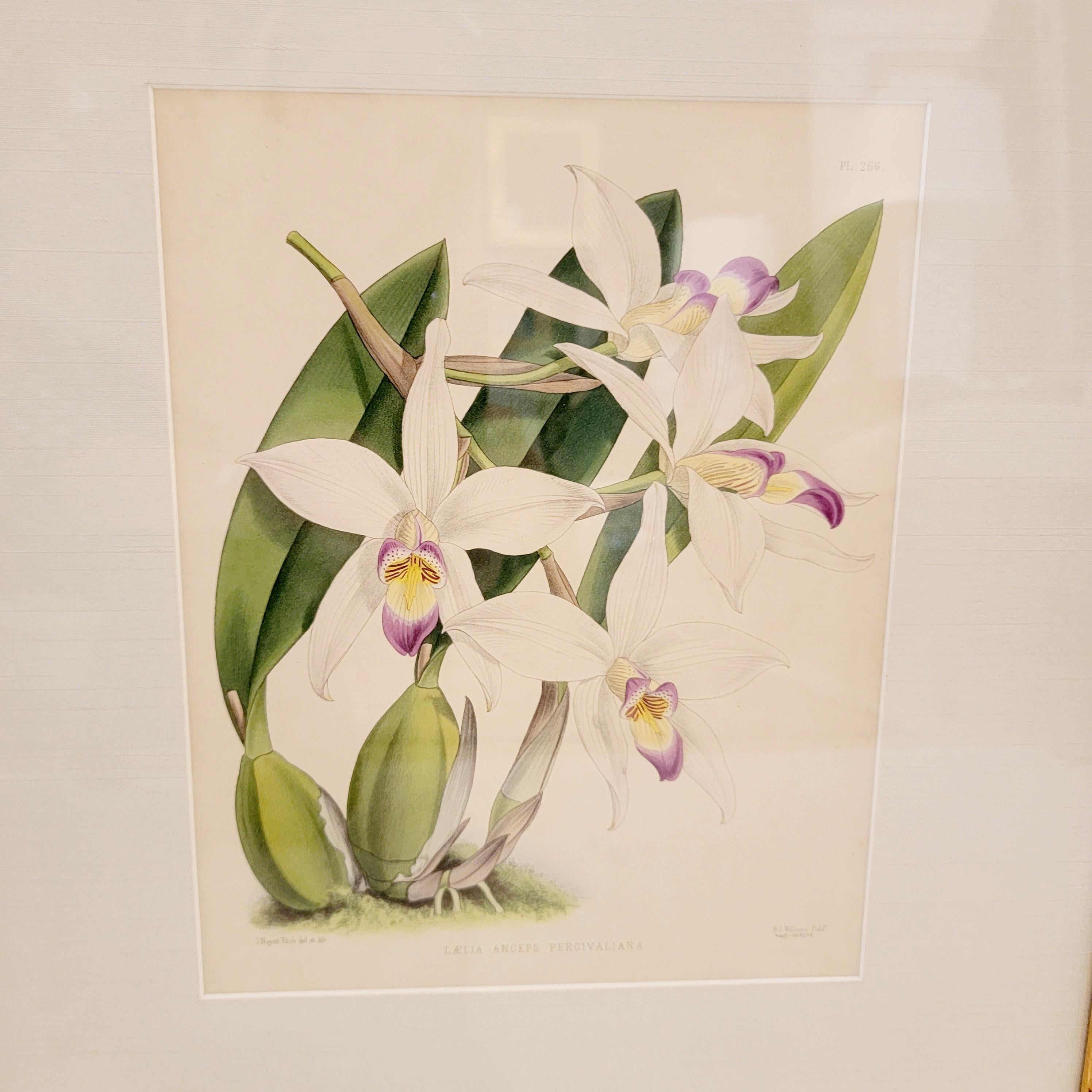 Paper Lovely Pairs of John Newton Botanical Orchid Prints  For Sale