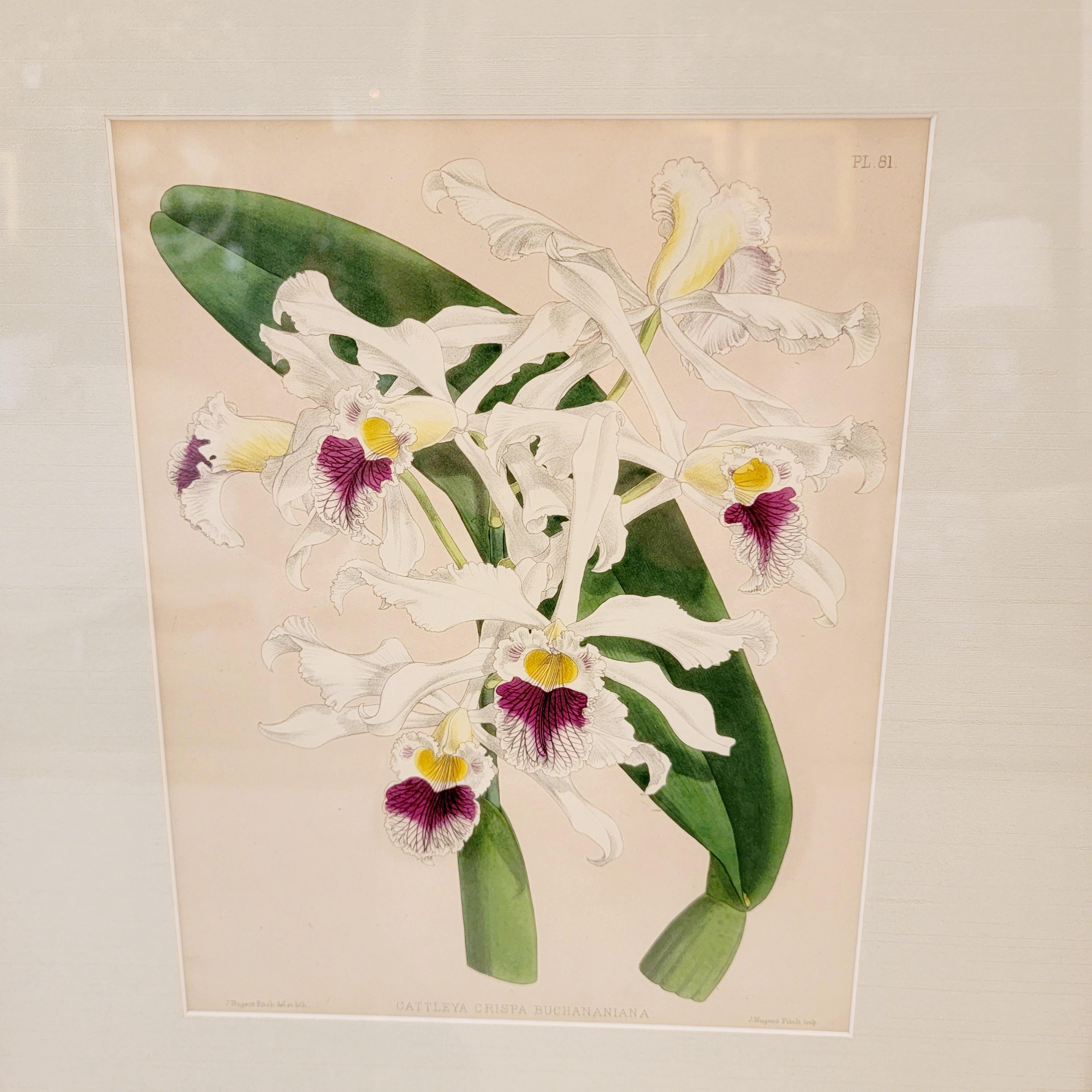 Lovely Pairs of John Newton Botanical Orchid Prints  For Sale 1