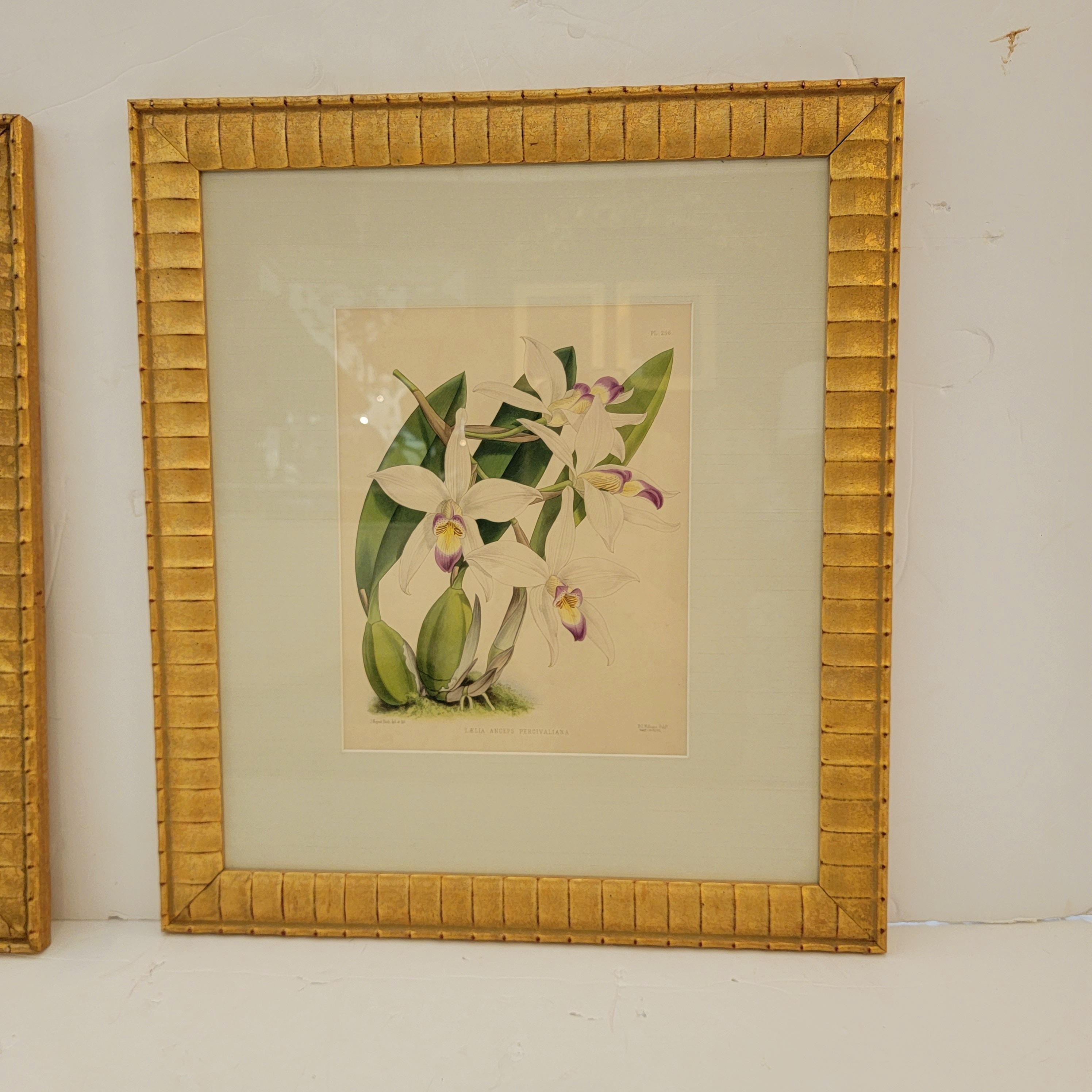 American Lovely Pairs of John Newton Botanical Orchid Prints  For Sale