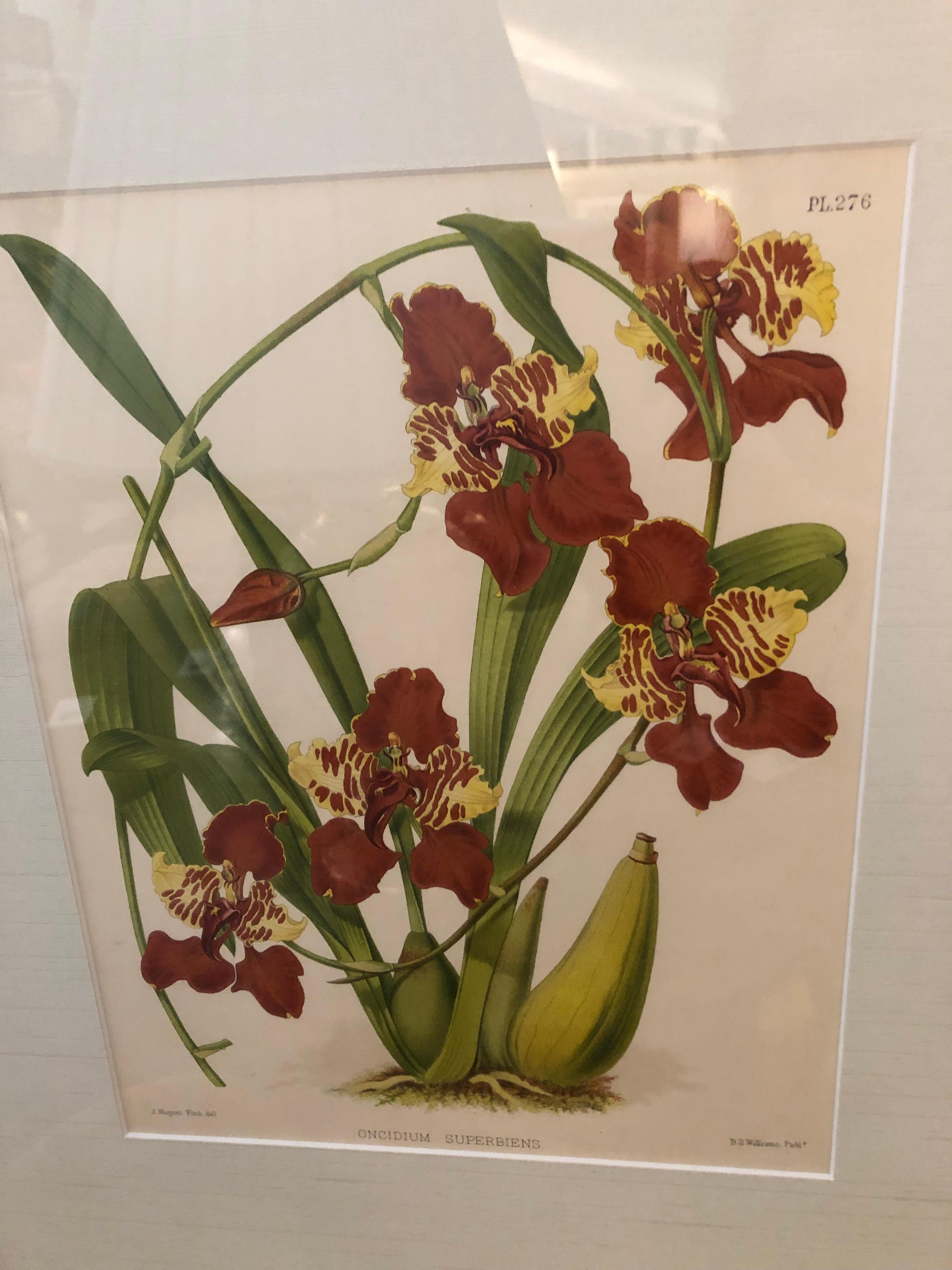 Lovely Pairs of John Newton Botanical Orchid Prints  For Sale 3
