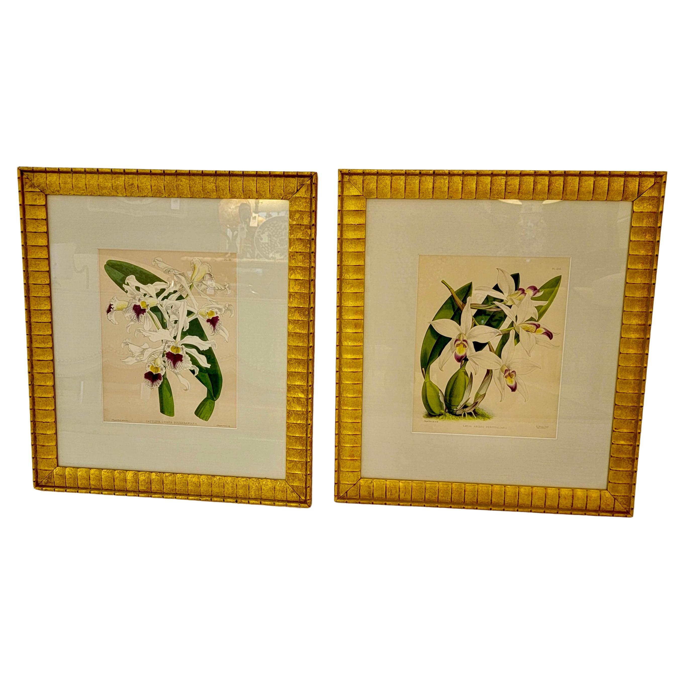 Lovely Pairs of John Newton Botanical Orchid Prints  For Sale