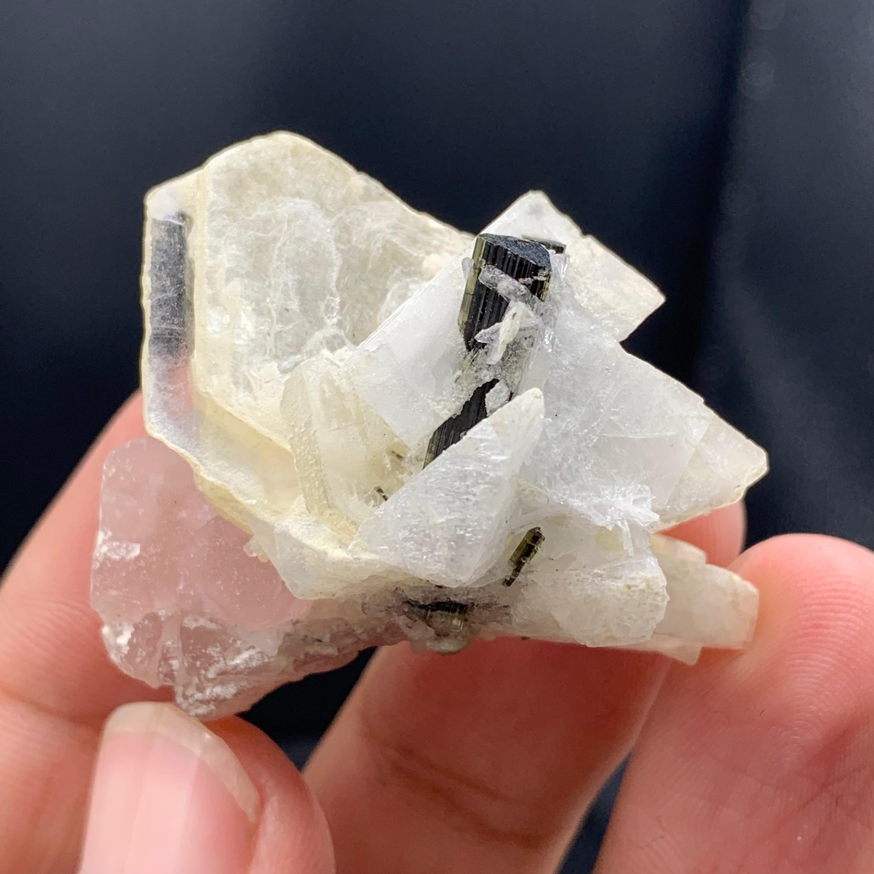 Style Adam Jolie apatite rose joliment positionnée sur le mica avec tourmaline en vente
