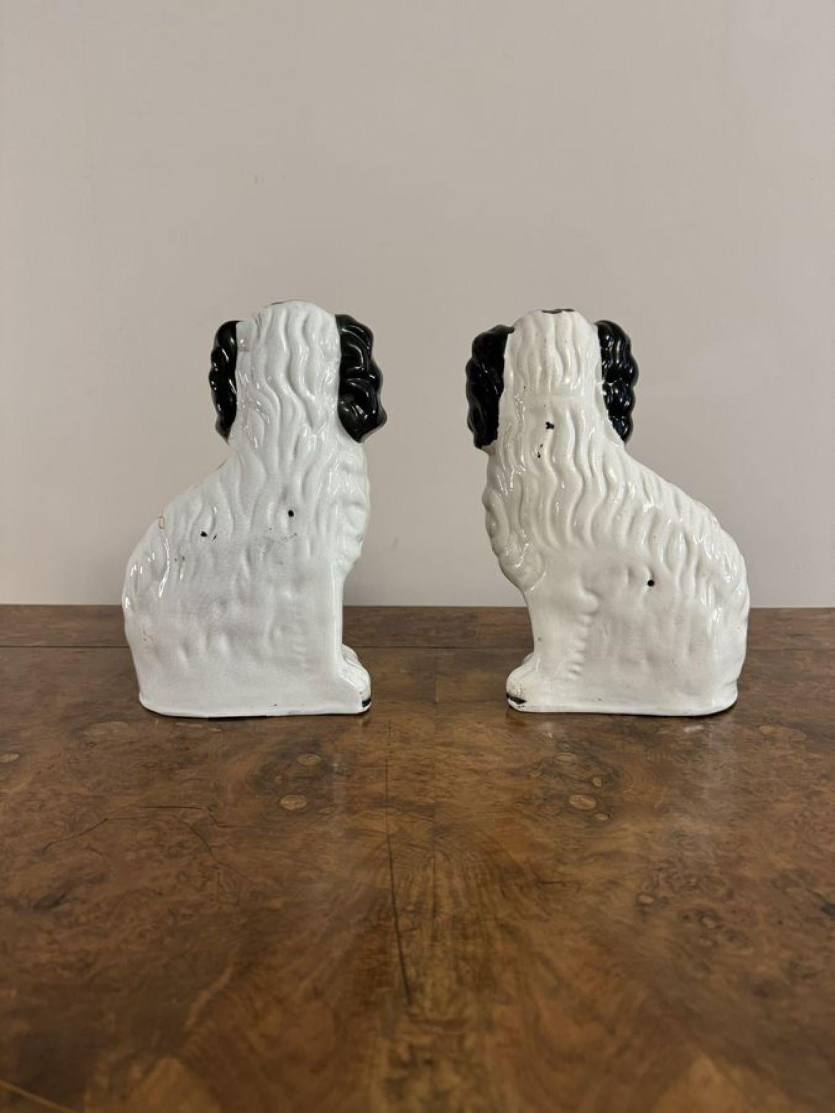 Lovely quality pair of antique black and white Staffordshire dogs, having a lovely quality pair of antique seated Staffordshire dogs with matching white and black coats, gold collars, padlocks and chains. 

D. 1900