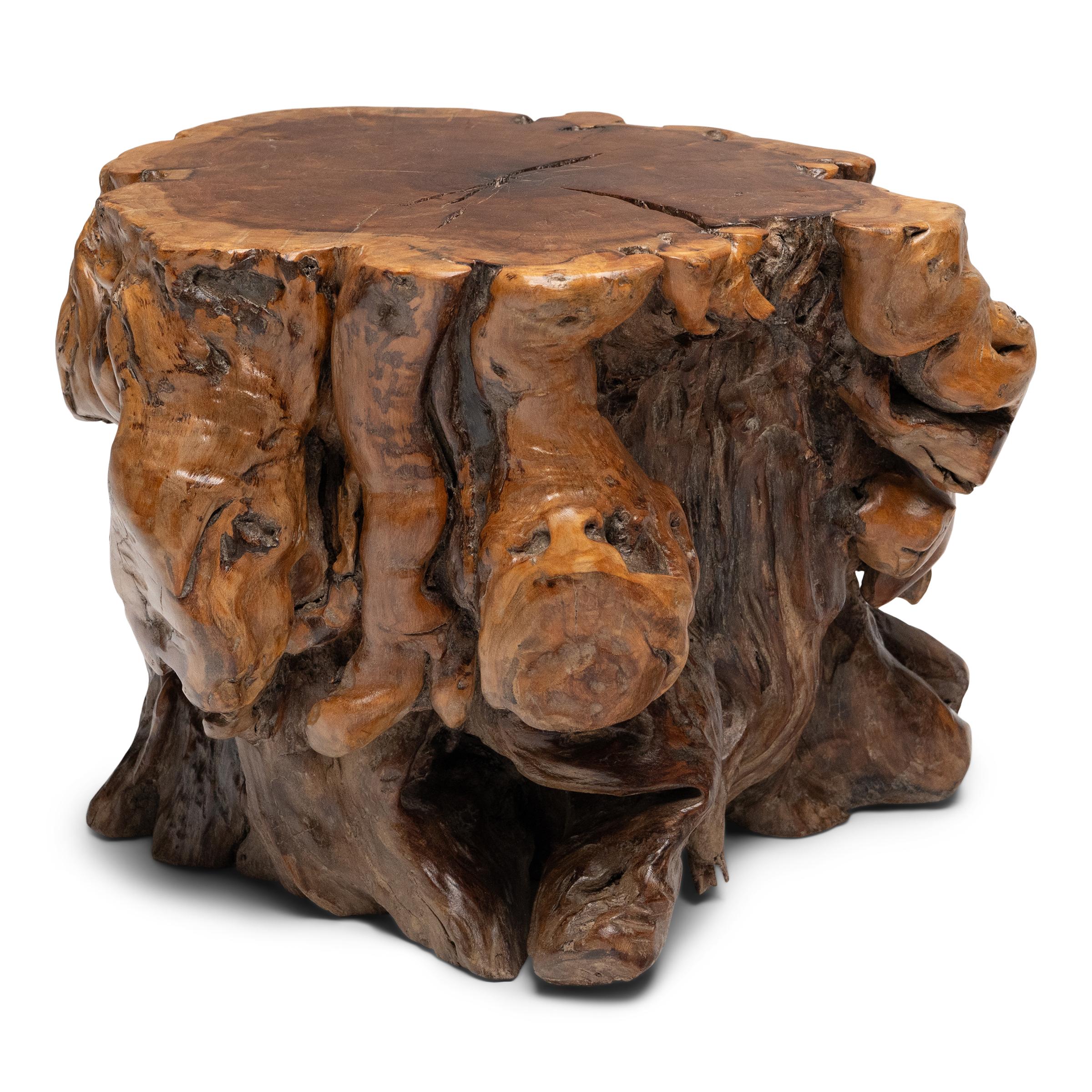La forme organique de cette table d'appoint en bois de racines aurait séduit les goûts raffinés des lettrés des dynasties Ming et Qing, qui privilégiaient les formations naturelles aux contours sinueux et à la beauté sauvage et indomptée. La table