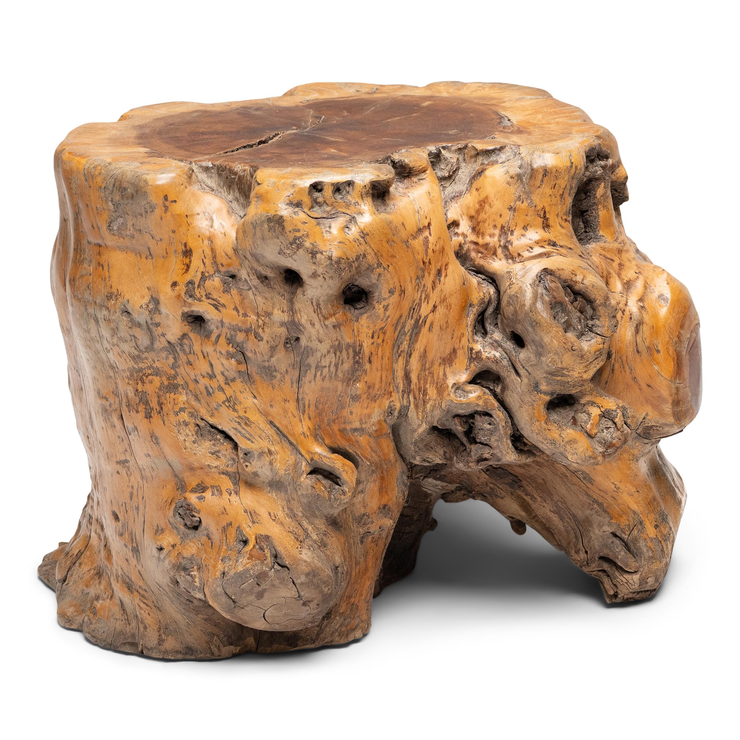 La forme organique de cette table d'appoint en bois de racines aurait séduit les goûts raffinés des lettrés des dynasties Ming et Qing, qui privilégiaient les formations naturelles aux contours sinueux et à la beauté sauvage et indomptée. La table