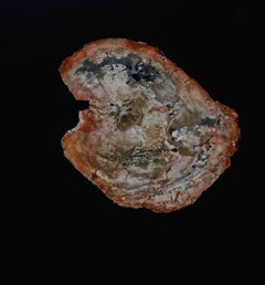 Low Table with a Petrified Wood Inlay by Philippe Barbier, France, 1970