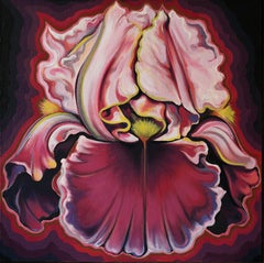 Rose Iris