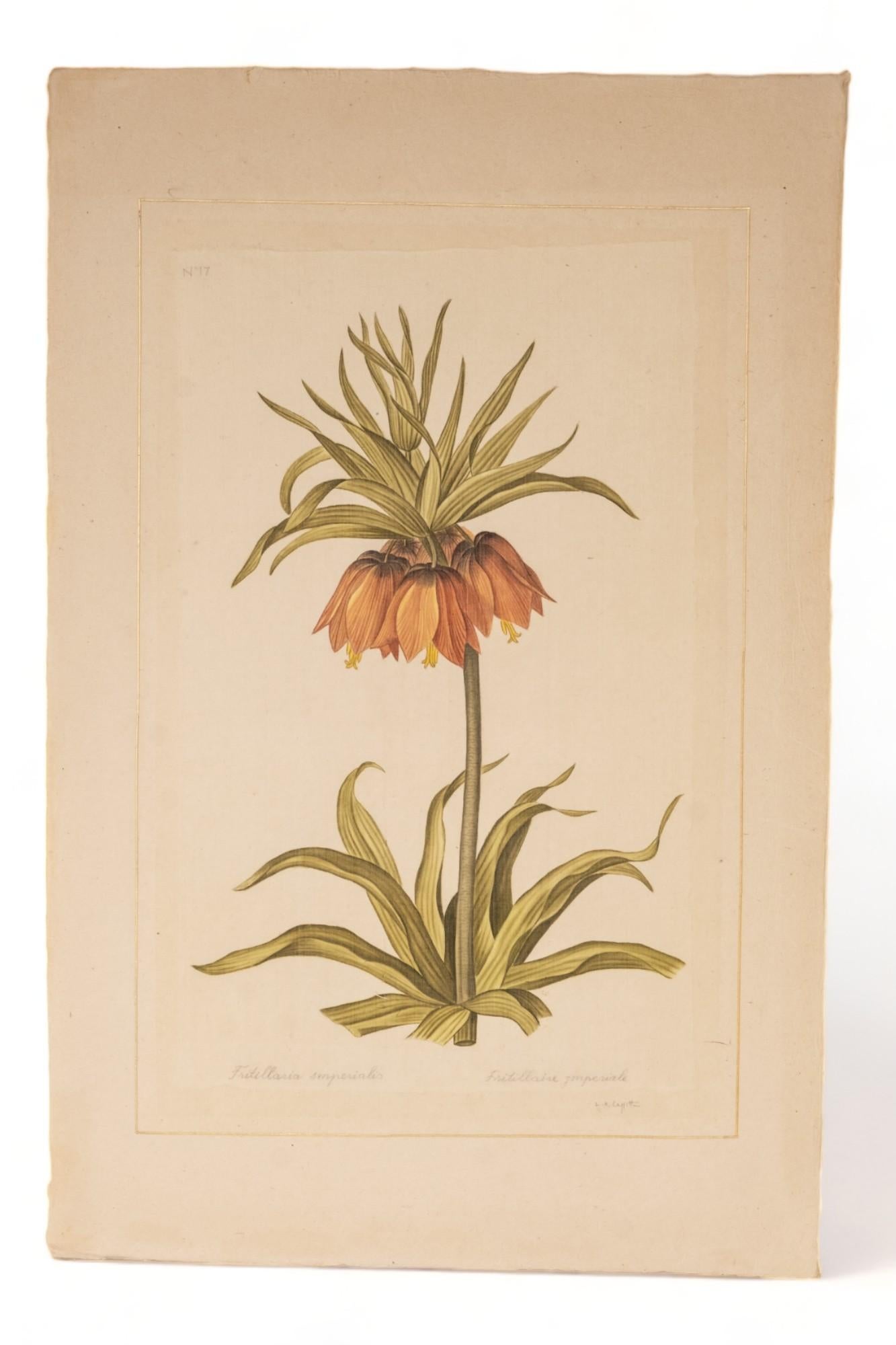 Signed L.R Laffitte Watercolor of fritillaria imperialis on silk mounted on laid paper, Signed in pencil at the bottom

