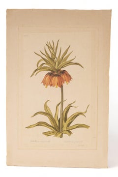 L.R Laffitte Watercolor of Fritillaria Imperialis on Silk Mounted on Laid Paper