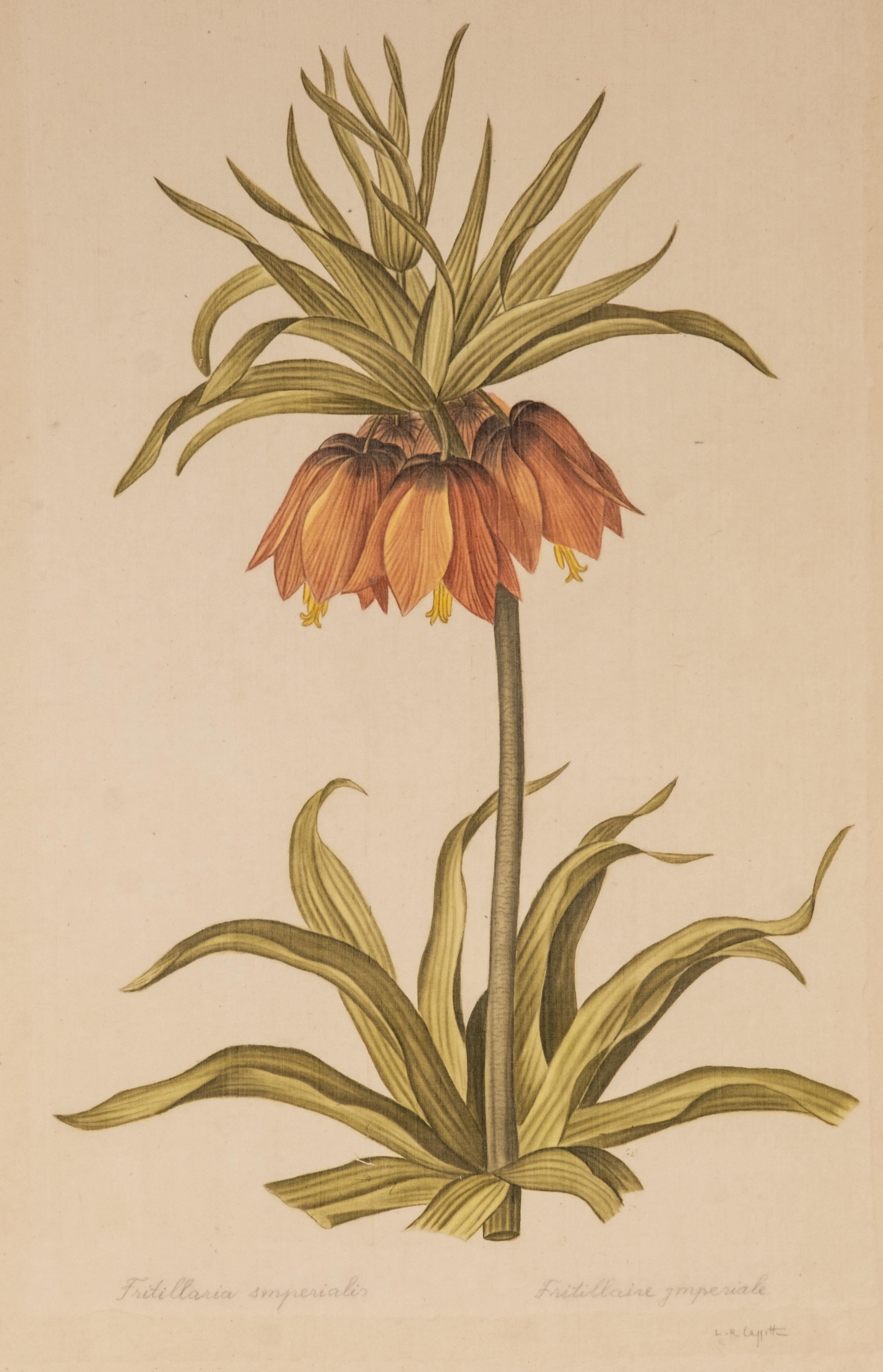 French L.R Laffitte Watercolor of Fritillaria Imperialis on Silk Mounted on Laid Paper For Sale
