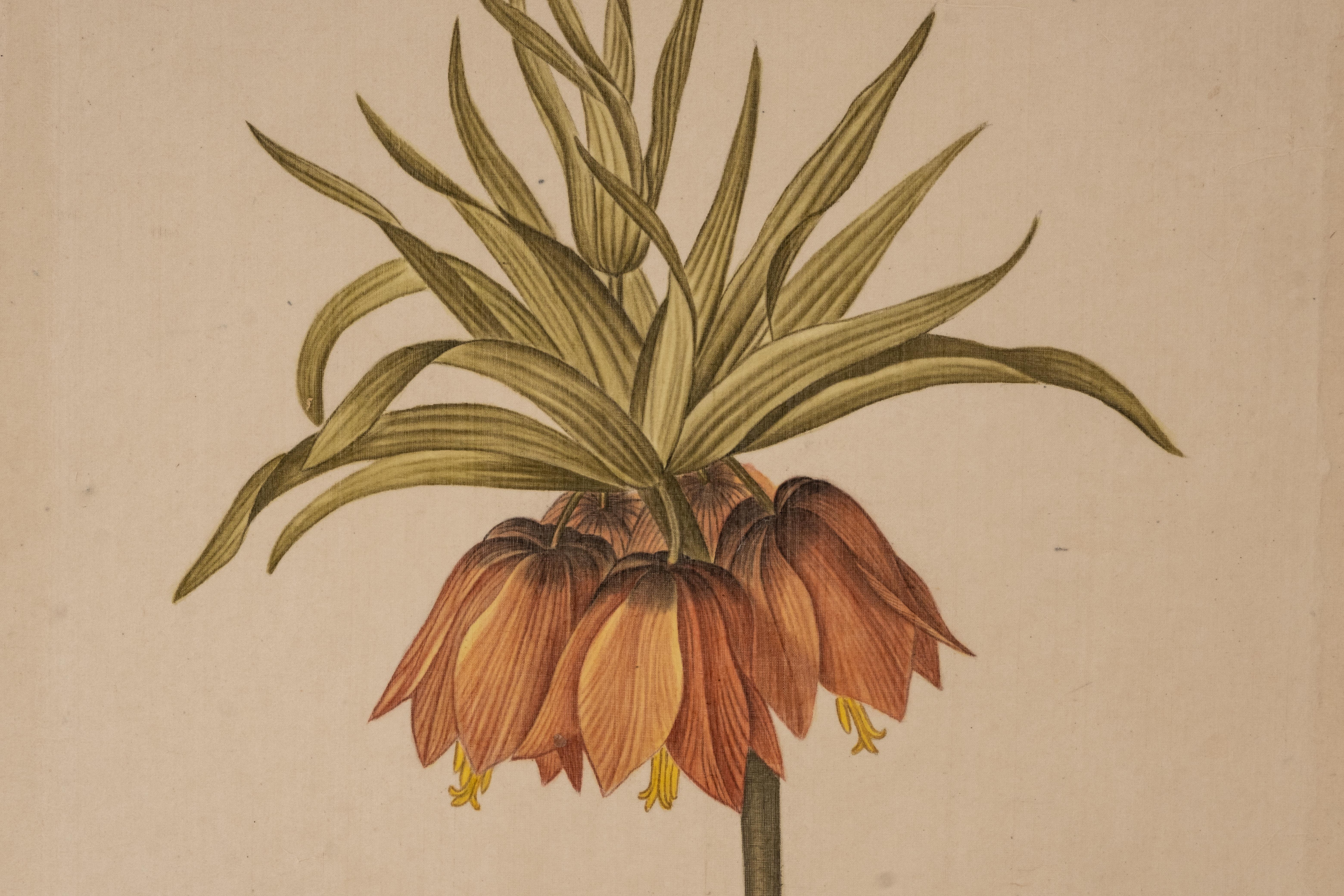Hand-Painted L.R Laffitte Watercolor of Fritillaria Imperialis on Silk Mounted on Laid Paper For Sale