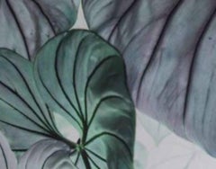 Philodendron , Plant Leaf. Limited edition  color photograph.