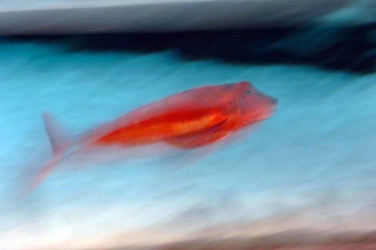 Red Fish Destruction. Quadriptych.  Limited edition color photography - Blue Color Photograph by Luca Artioli
