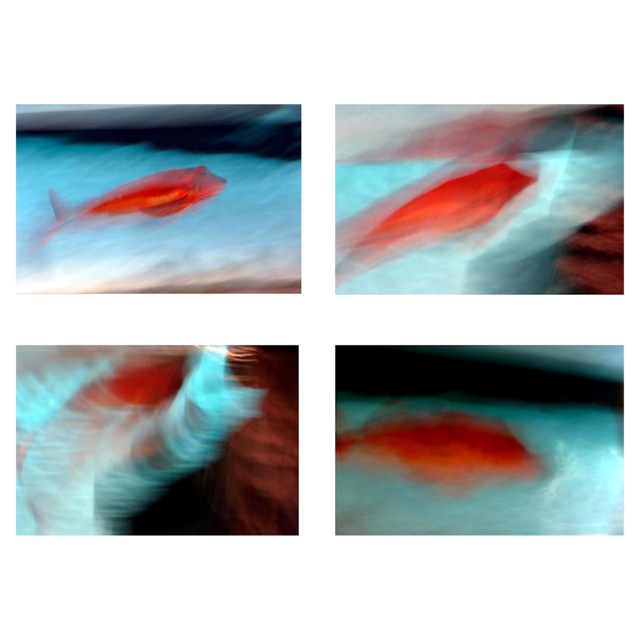 Luca Artioli Color Photograph - Red Fish Destruction. Quadriptych.  Limited edition color photography