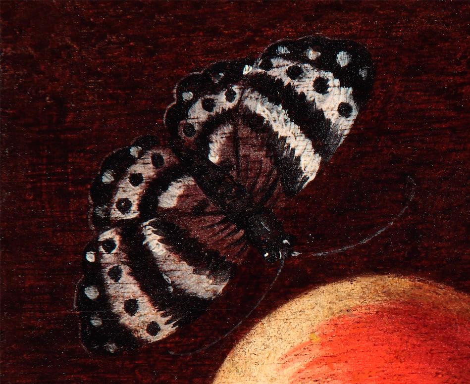 XVII secolo di Luca Forte Due melograni e una farfalla volante Olio su pannello - Painting di Luca Forte (Naples, 1615 ca. - 1670 ca.)