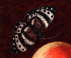 17th Century by Luca Forte Two Pomegranates and a Flying Butterfly Oil on Panel